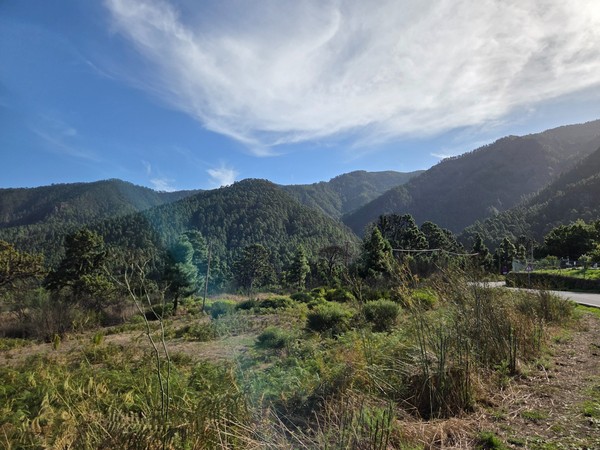 Paysage de montagne à Aguamansa avec des pins canariens, de la végétation naturelle et une route longeant les pentes verdoyantes.