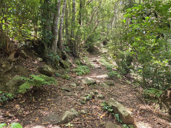 Sentier dans l’Anaga Sentier rocheux et ombragé dans la forêt d’Anaga, entouré d’arbres, de fougères et d’une végétation luxuriante.