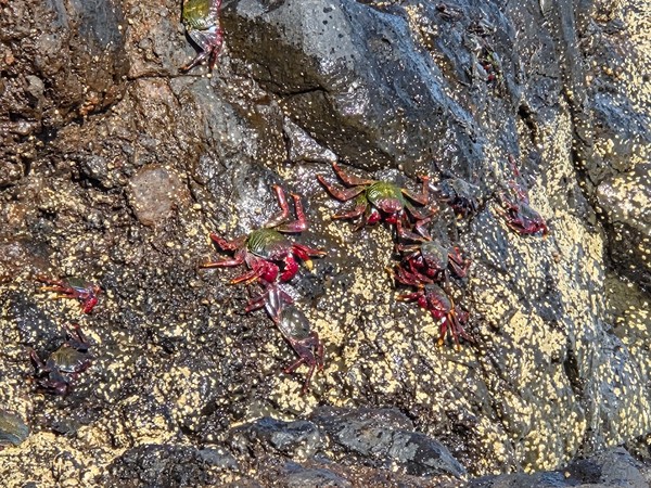 Plusieurs crabes rouges et verts accrochés à des rochers volcaniques humides au bord de la mer.