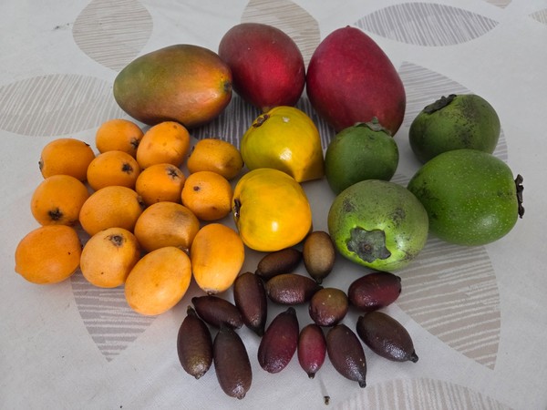 Assortiment de fruits exotiques posé sur une table, avec mangues, nèfles du Japon, kakis et autres fruits tropicaux.