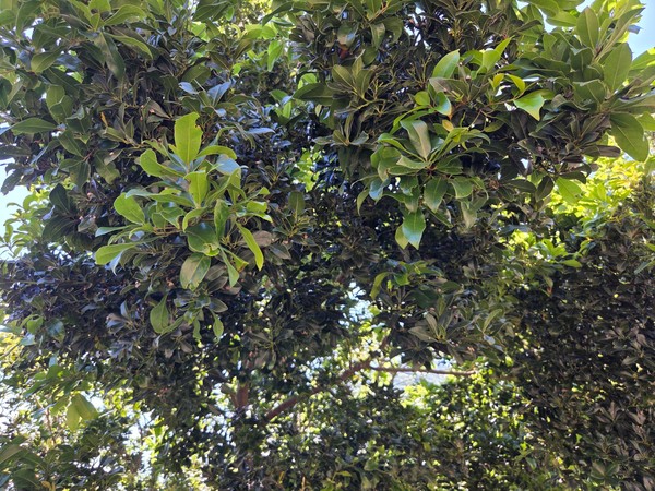 Feuillage de laurier Feuillage dense d’un laurier avec de nombreuses feuilles vertes brillantes éclairées par le soleil.