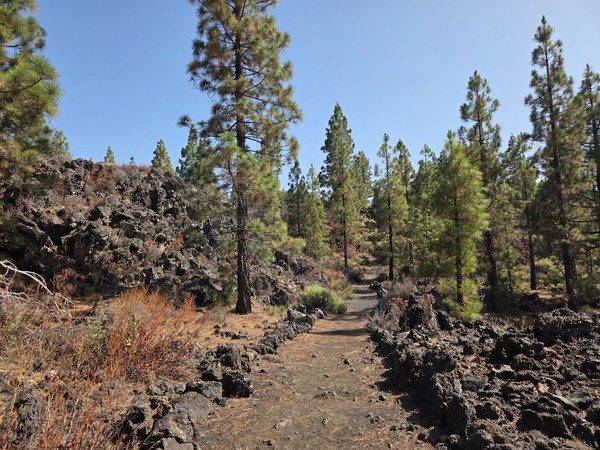 Sentier du Teide Sentier de randonnée traversant une pinède et des roches volcaniques dans le parc du Teide à Tenerife.