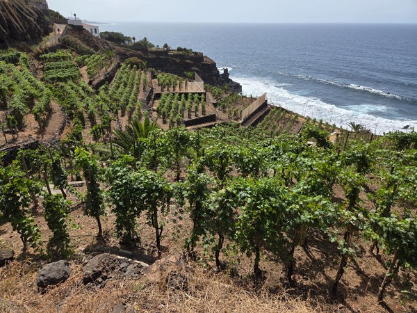 Vignoble en bord de mer Vignoble en terrasses au bord de l’océan sur la côte de Tenerife, avec murets volcaniques et vue sur la mer.