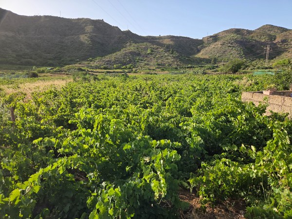 Vignes verdoyantes dans la région de Santiago del Teide, entourées de collines sèches et de reliefs volcaniques.